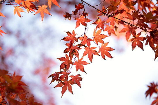 Autumn red maple leaves on a blurred forest background, very shallow focus. Colorful foliage in the autumn park. Excellent background on the theme of autumn, fall.