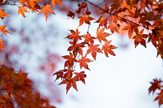 Autumn red maple leaves on a blurred forest background, very shallow focus. Colorful foliage in the autumn park. Excellent background on the theme of autumn, fall.