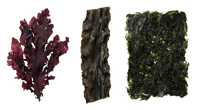 Variety of seaweed: red, brown, and green sea vegetables on black background