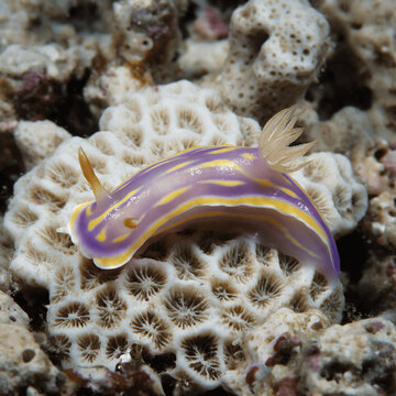 Purple Striped Nudibranch Crawling Across a Coral Skeleton