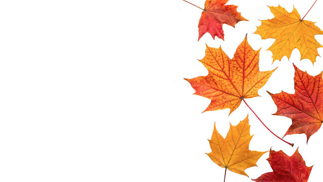 Autumn maple leaves corner frame isolated on transparent background