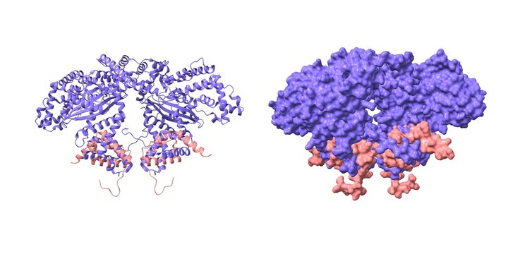 Structure of the Hermes DNA transposase from a housefly. 3D cartoon and molecular surface models, pdb 2bw3, white background.
