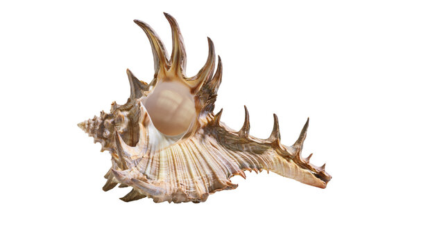 Spiky brown murex seashell with intricate ridges and sharp pointed protrusions