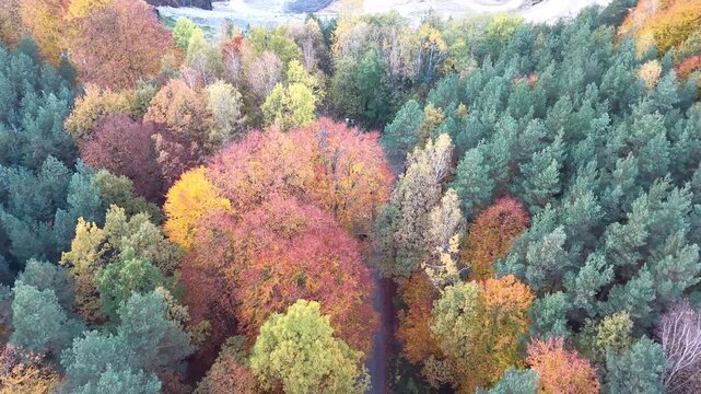 Dump truck driving along an autumn forest road toward a terraced industrial quarry. Aerial view of lorry riding though colorful trees, winding haul routes, and exposed earth. Revealing winding haul ro