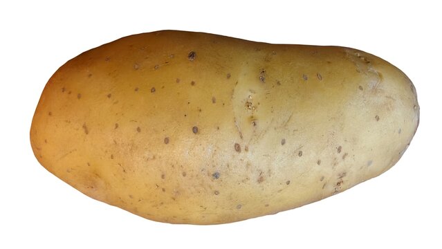 Raw potato isolated on white background. Fresh organic potato stand out among many large background potatos in the market.