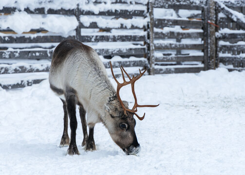 Northern reindeer grazing on snow near a wooden fence in a winter corral, adult caribou with antlers in Lapland farm