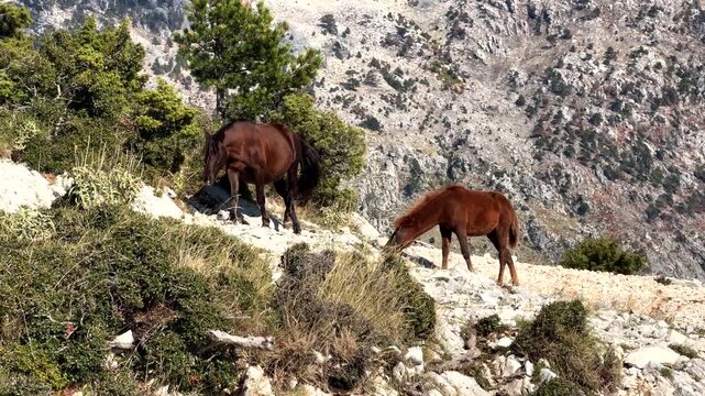 Wild Horses Grazing On Rocky Mountain Slope With Sparse Vegetation And Pine Trees 
