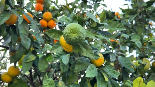 Green Unripe Citrus Fruit Growing Among Ripe Oranges On Tree Branches