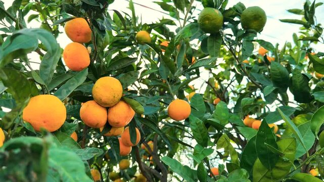 Ripe Orange Fruits Hanging On Branches In Citrus Orchard. Harvest