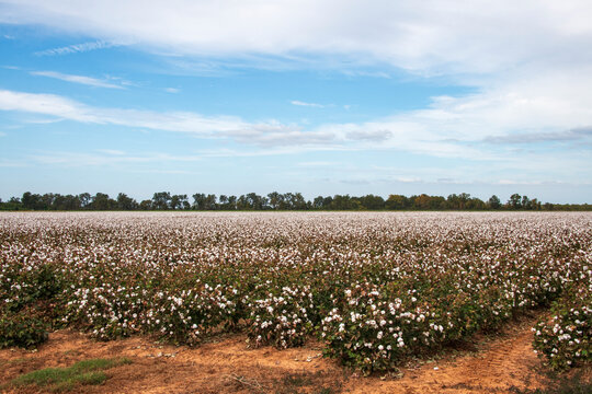 North Louisiana Cotton Field Under Partly Cloudy Sky