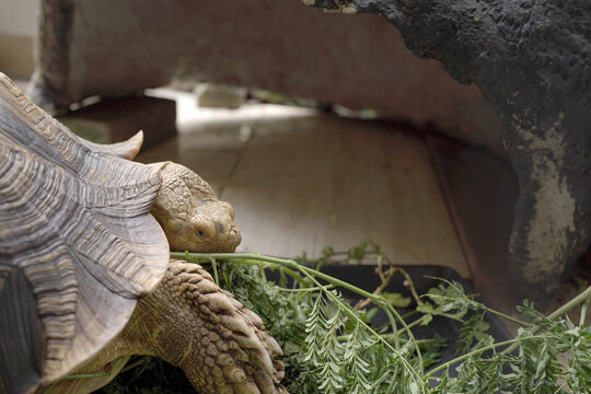 Turtle with patterned shell eats green grass