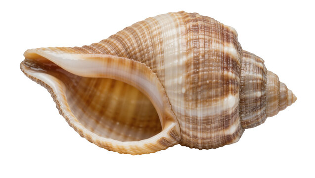 Brown striped spiral seashell with smooth interior texture