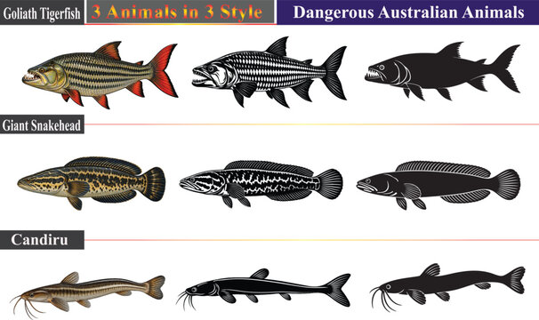 Goliath Tigerfish, Giant Snakehead and Candiru Vector Pack &ndash; Dangerous Freshwater Fish, Realistic Illustrations, Black and White Art and Silhouettes