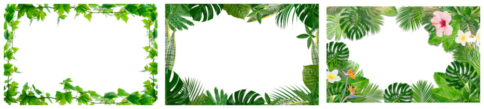 Three diverse, lush green foliage frames with tropical plants and vibrant flowers, isolated on a transparent background.
