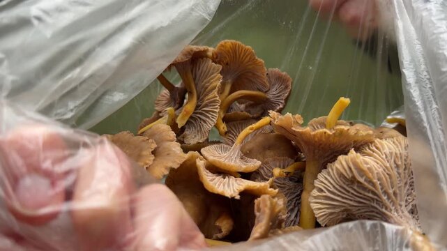 Hand Holding a Bag of Freshly Picked Funnel Chanterelle Mushrooms