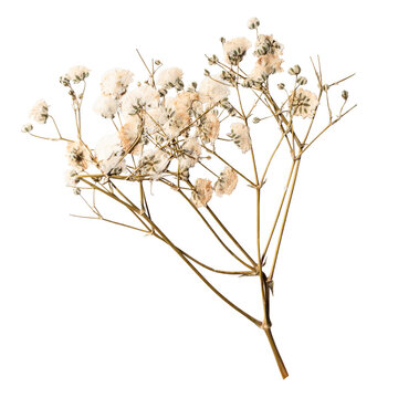 Dried White Baby Breath Flowers On Isolated Transparent Background. Good for Journal, Scrapbook, Decoration, DIY, Craft or Aesthetic Products.