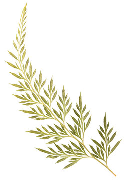 Dried Fern Leaf Branch Illustration. Good for Journal, Scrapbook, Decoration, DIY, Craft or Aesthetic Products.