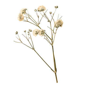 Delicate Dried Baby Breath Sprig With White Blossoms. Good for Journal, Scrapbook, Decoration, DIY, Craft or Aesthetic Products.