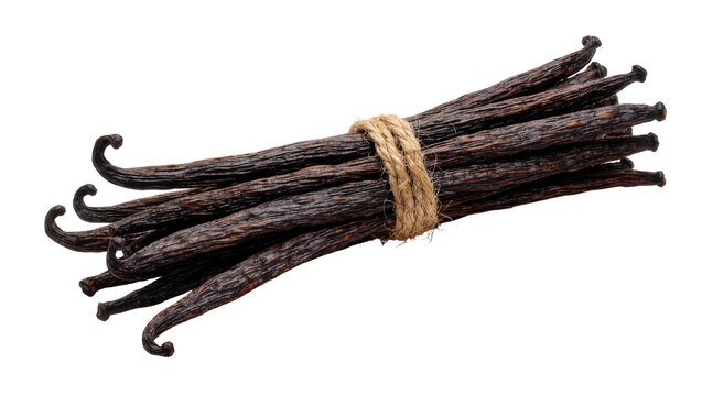Bundle of dried dark brown vanilla bean pods tied with rustic jute twine
