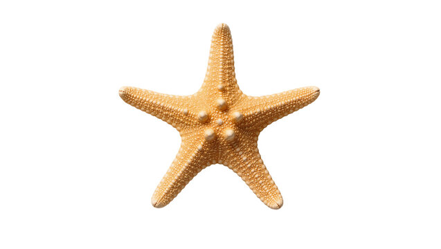 Orange textured five-armed starfish echinoderm