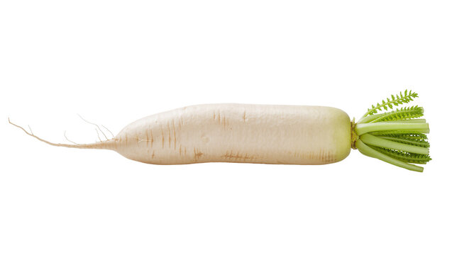 Fresh whole white daikon radish with green leafy top