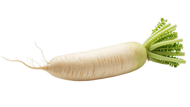 Fresh raw white daikon radish with green leafy stems