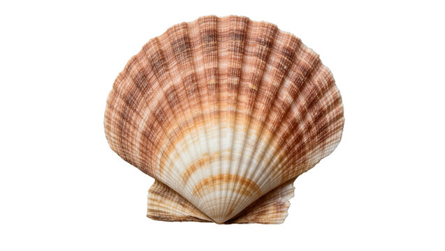 Brown and white striped fan shaped scallop seashell