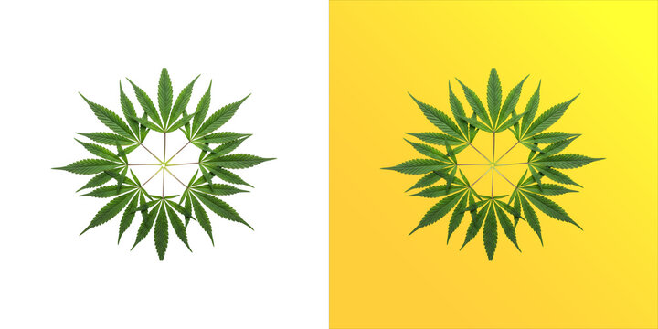 Circular arrangement of green leaves forming a symmetrical mandala pattern isolated on a white background, and yellow gradient backdrop