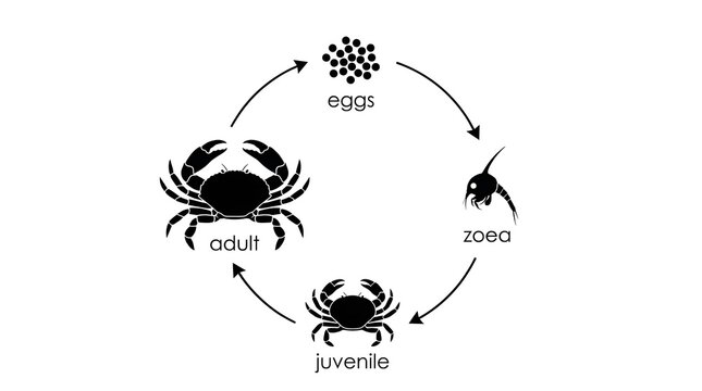 A diagram illustrating the life cycle of a crab from eggs to zoea with illustration displays developmental
