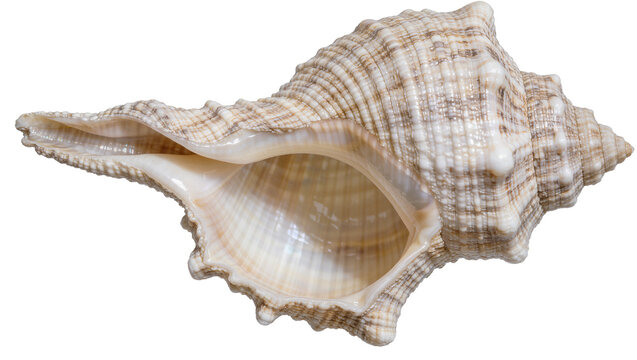 Detailed textured seashell with intricate spiral pattern, isolated on transparent background