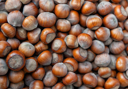 Inshell hazelnut pile harvest background. Organic raw nut market display