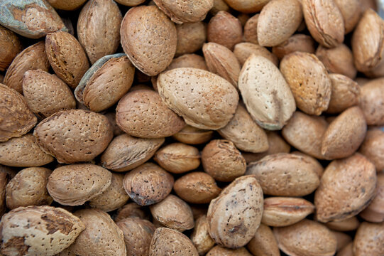 Inshell almond pile harvest background. Organic raw nut market display