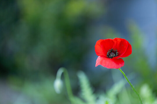 Red poppy flower blooming on slender green stem with dark center near blurred buds and foliage