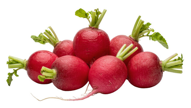 Fresh red radishes with green leaves and root tails