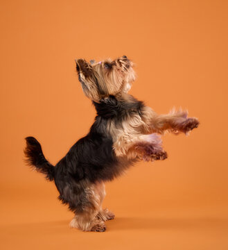 Yorkshire Terrier jumps energetically on hind legs against an orange background. Playful action portrait captures the small dog reaching upward with raised paws and lively movement.