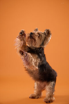 Yorkshire Terrier balances on hind legs with front paws raised in an orange studio. Energetic full-body portrait captures a playful trained dog performing a cute trick.