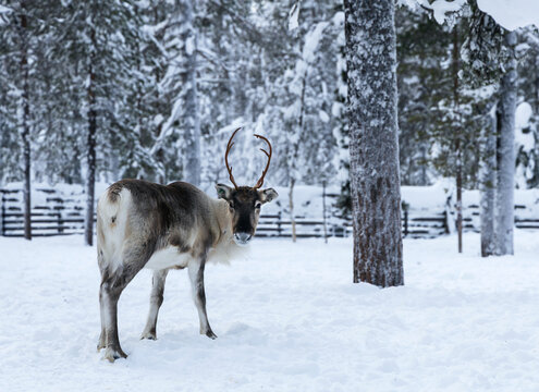 Young northern reindeer looking back at camera in winter forest, caribou with antlers standing in snowy landscape of Lapland.