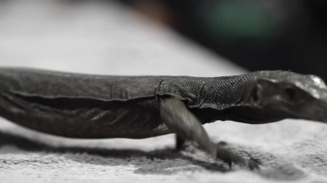 A black tree monitor (Varanus beccarii) walks alone, displaying its sleek dark scales, elongated body and distinctive reptilian features in a close-up view 4K