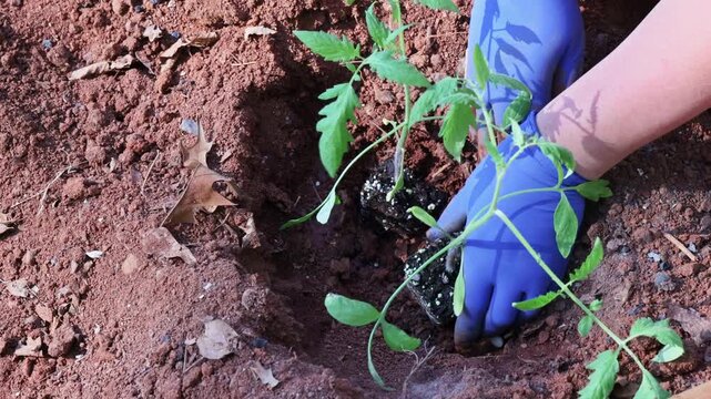 Garden worker hand in blue glove digs soil to plant young tomato seedling at garden