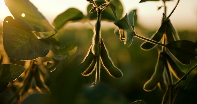 Soybean pods on plants in an agricultural field highlighted by glowing warm evening light. Concept of sustainable crop farming, organic soy production, and autumn harvest. 4K.