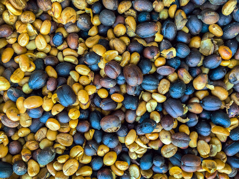 Raw coffee beans and dried coffee cherries, produced from elephant dung coffee processing in woven bamboo tray drying on a wooden table. Elephant dung coffee beans sun drying in round bamboo tray.