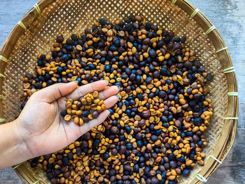 Hand holding elephant dung coffee beans over round bamboo tray.  Hand of woman holding raw parchment coffee beans produced from elephant dung coffee over woven bamboo tray drying on wooden table.