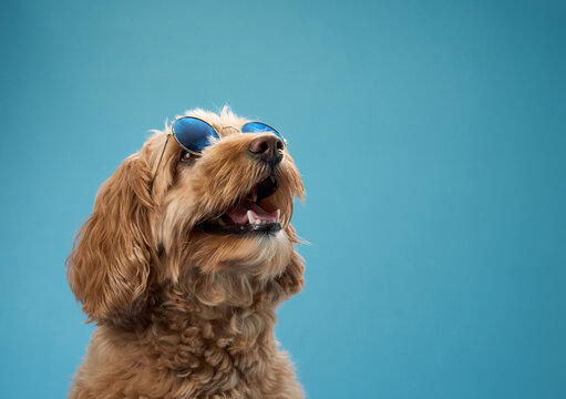 A Labradoodle with curly fur raises its head slightly while wearing blue sunglasses, set against a blue background.