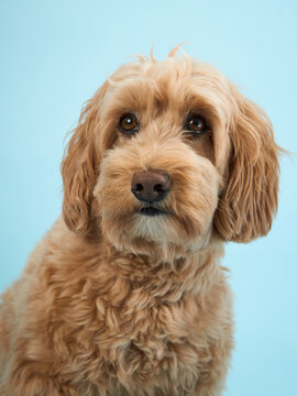 A Labradoodle with curly fur looks to the side, set against a light blue background.