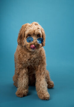 A Labradoodle with curly fur wears blue sunglasses while sitting, set against a blue background.