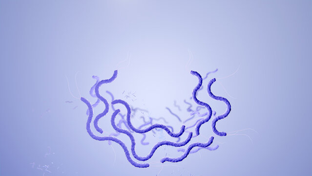Spirillum or Spirilla bacteria cells under microscope. 3D Rendering