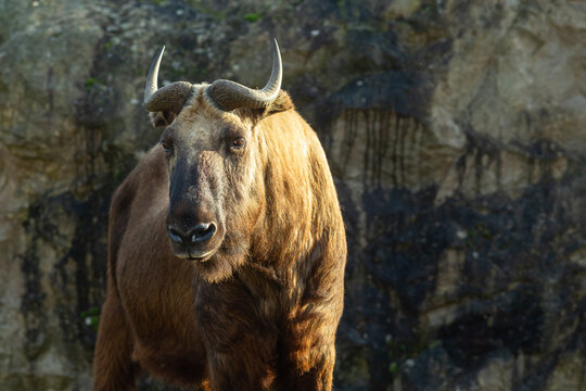 Portrait de profil du takin Mishmi, une ch&egrave;vre-antilope en voie de disparition (Budorcas taxicolor taxicolor).