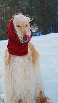 An Elegant Long-Haired Dog in a Red Hoodie Stands Majestically in a Snowy Landscape, Embracing the Winter Chill with Style and Grace.