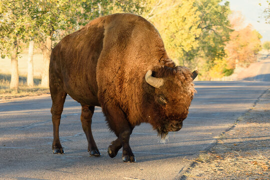 Wild American Bison on the high plains of Colorado. Mammals of North America.. Bison crossing a road at Rocky Mountain Arsenal NWR