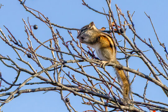 Chipmunk Perching on Bare Chokecherry Branches in Late Fall and Feeding on Dried Up Fruit